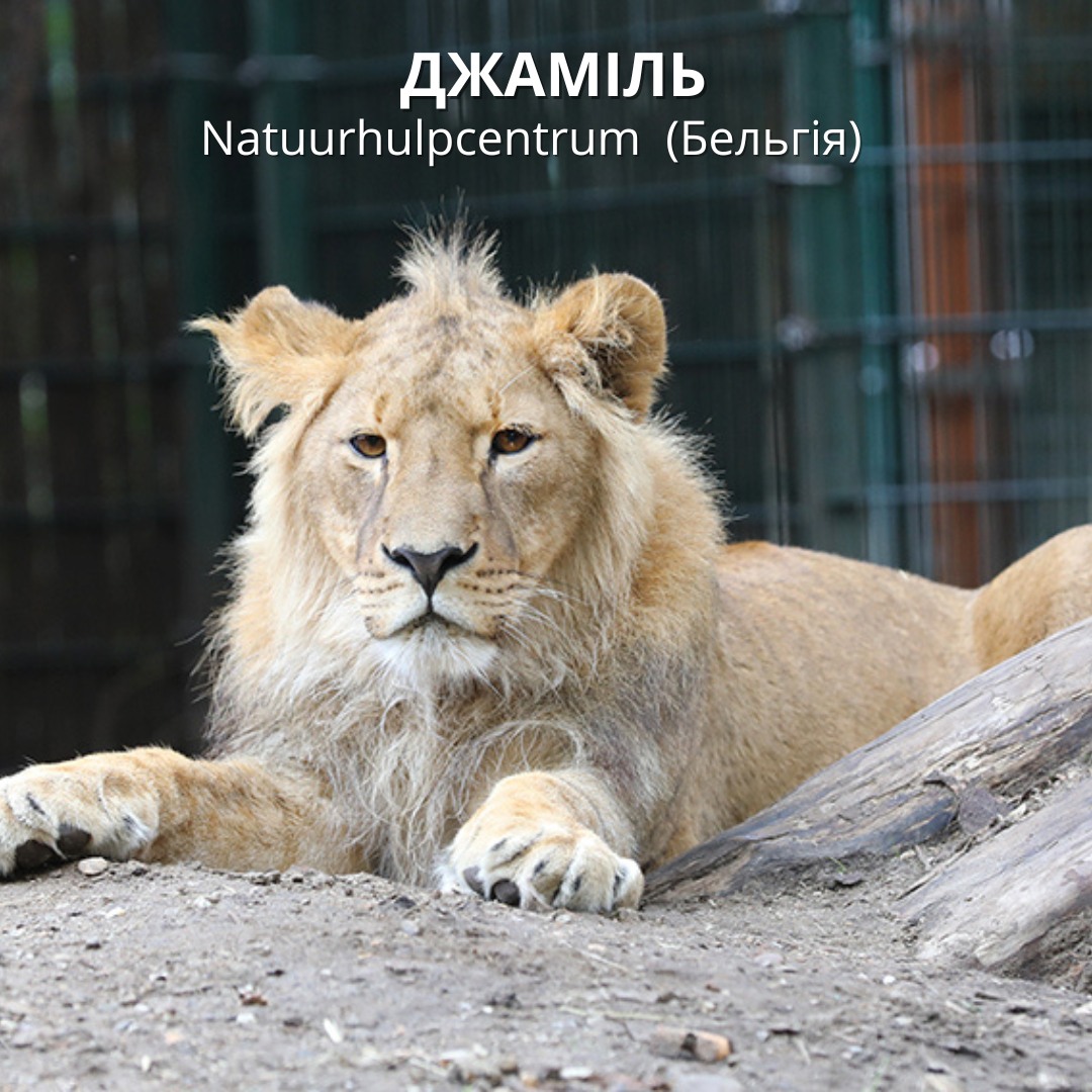 Джаміль